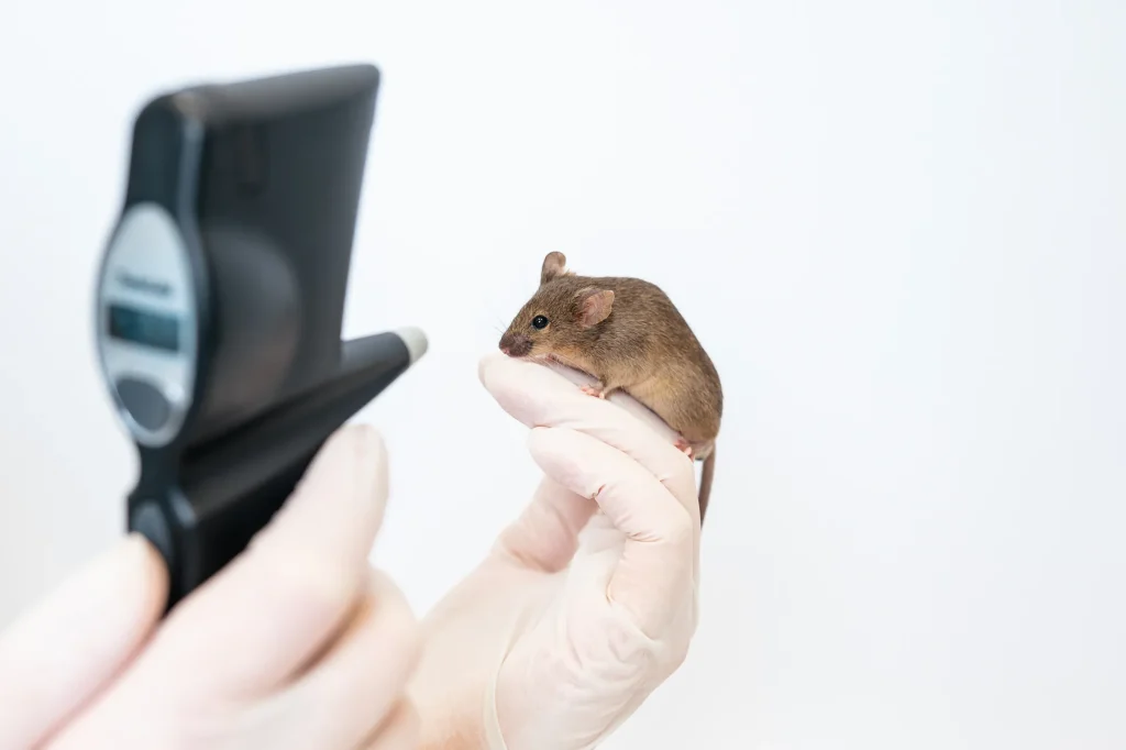 ARVO 2025 presentation: Morphological, functional, and behavioral alterations in a microbead-induced mouse glaucoma model