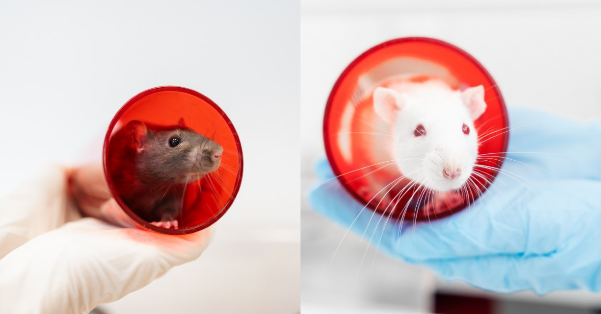 Welfare complications in the male BN/Crl and RjHan:SD rat streptozotocin-induced diabetes models