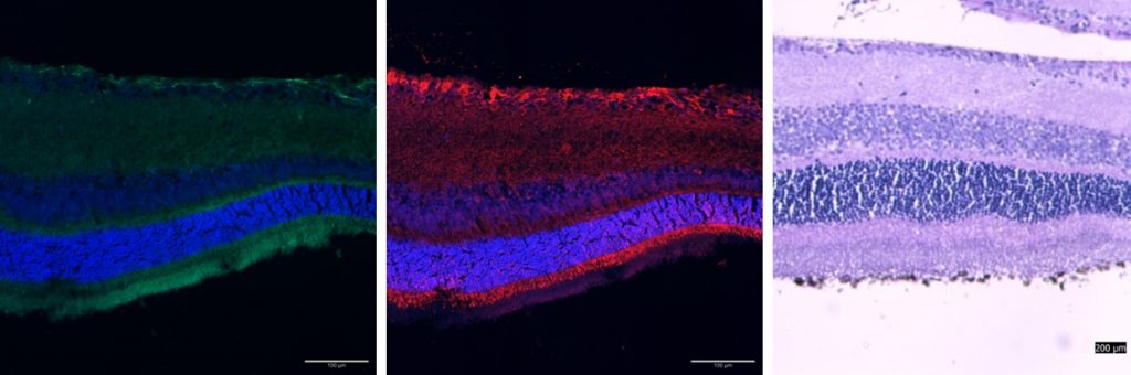 Fig. 1. Immunostaining of GFAP (green, left) and melanopsin (red, middle) with nuclear counterstain (blue, DAPI). Hematoxylin and eosin staining of ex vivo retinal explant (right). 